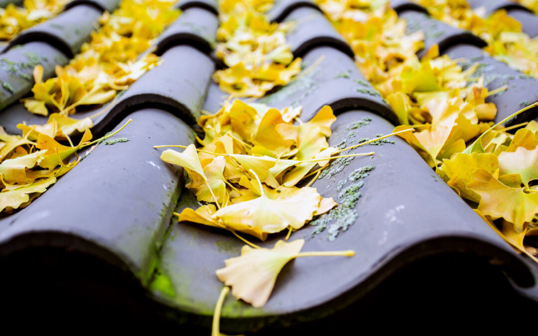 leaves on a roof